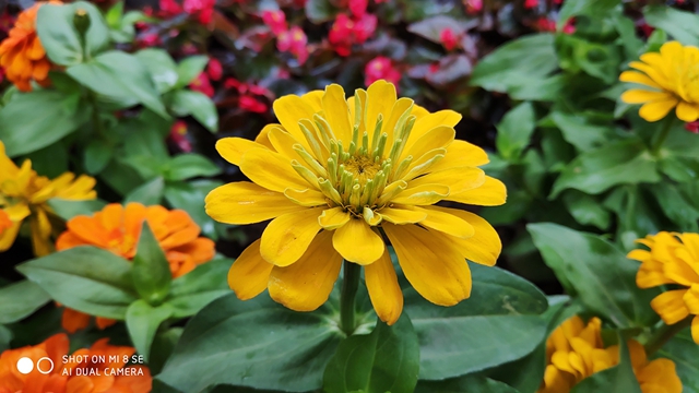 小米8 SE評測:首發驍龍710,到底怎么樣?