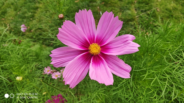 小米8 SE評測:首發驍龍710,到底怎么樣?