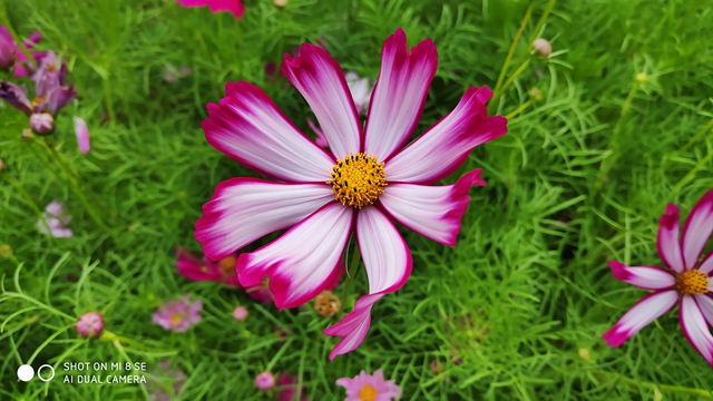 小米8 SE評測:首發驍龍710,到底怎么樣?