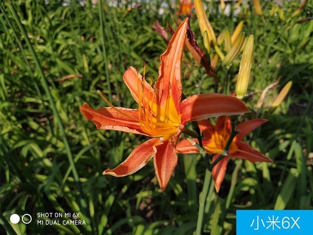 聯想Z5、小米6X、魅藍E3拍照對比評測 千元機相機對決