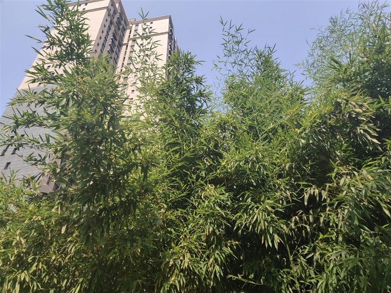 首發升降式相機 vivo NEX評測：這才是未來的手機