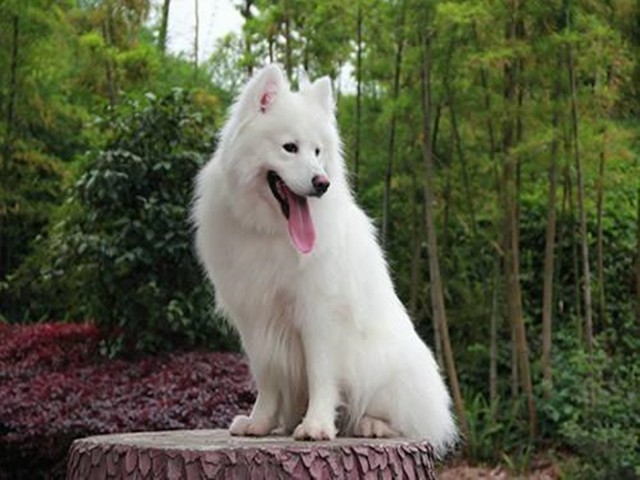 想跟狗狗對話？未來十年內可通過AI能實現 