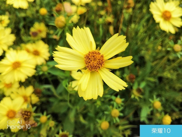 iPhone X、榮耀10、小米8拍照對比評測 蘋果秒殺一切?