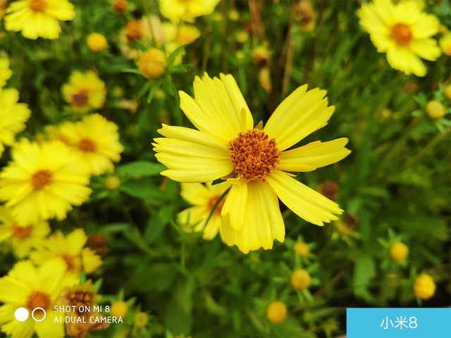 iPhone X、榮耀10、小米8拍照對比評測 蘋果秒殺一切?