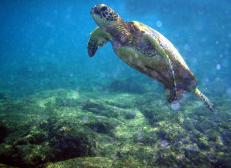 全球僅13%海洋未遭人類破壞：海洋野生動物都未受保護