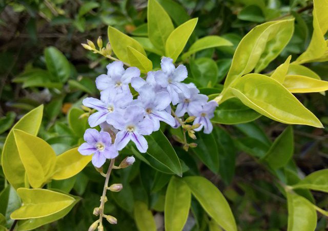 OPPO A5怎么樣 值得買嗎？OPPO A5評(píng)測(cè)