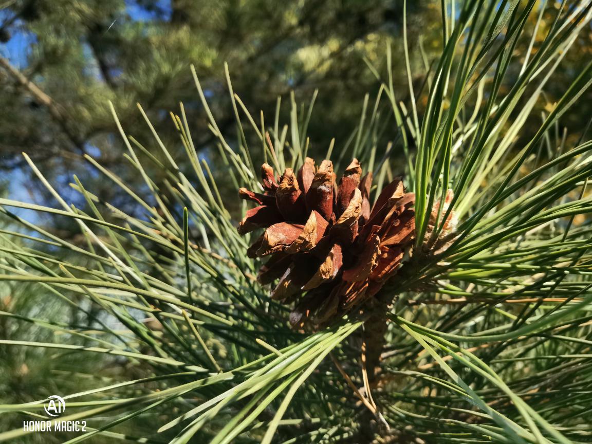 榮耀Magic2評測:在人工智能的路上更進一步