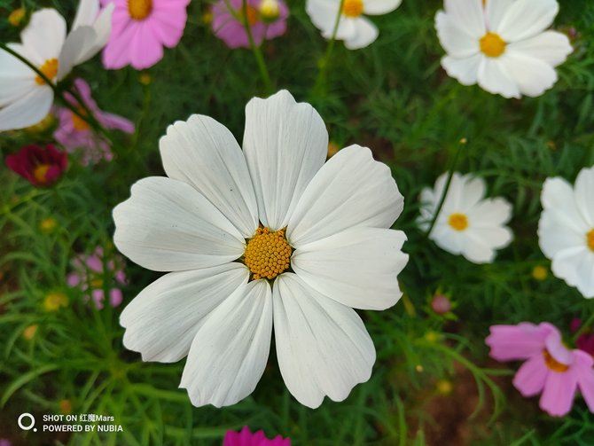 努比亞紅魔Mars電競手機評測